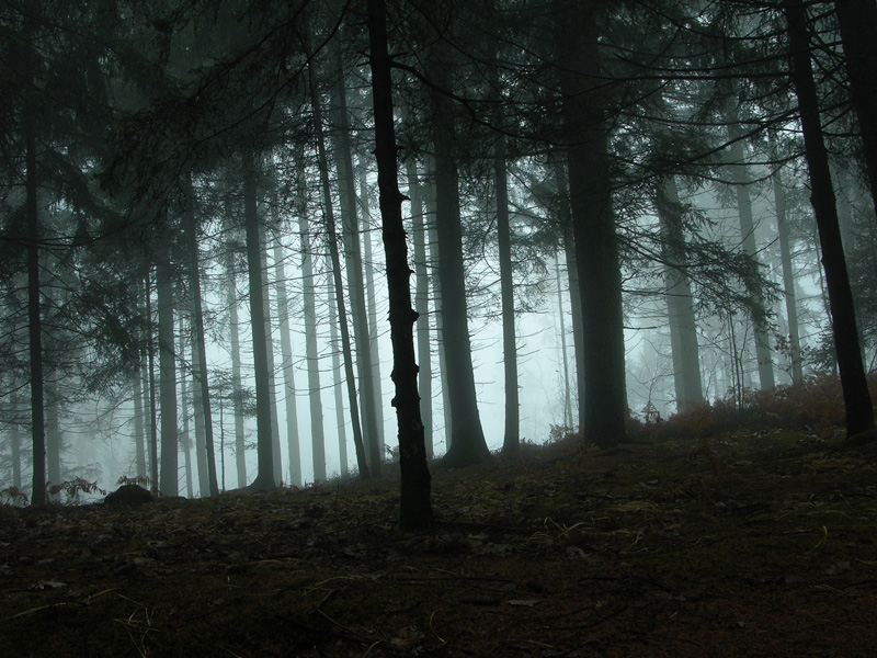 Atmosfere nel bosco......